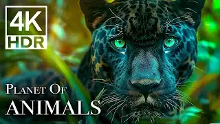 The Most BEAUTIFUL Animals Video You’ll Ever See In 4K HDR 60 FPS