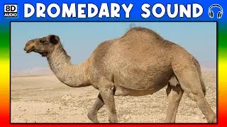 🐪 DROMEDARY SOUND - DROMEDARY SOUND EFFECT - SOUND OF DROMEDARY - NOISE OF DROMEDARY