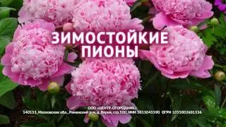 Зимостойкие пионы. Как выбрать сорта пионов?
