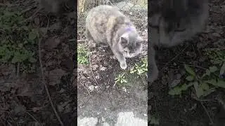 #cat
