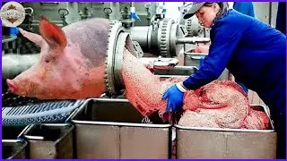 How Do German Farmers Raise and Process Millions of Pigs for Pig Sausage | Food Factory