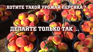 Хотите большой урожай персика?Делайте только так.../сорт Посол Мира