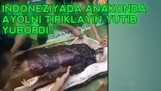 Insonni Yutib yuborgan anakonda!!!!!