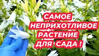 САМОЕ НЕПРИХОТЛИВОЕ РАСТЕНИЕ ДЛЯ ТЕНИ и СОЛНЕЧНЫХ МЕСТ в САДУ! Обязательно посадите этот цветок!