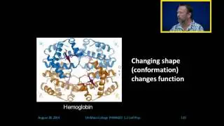 Ribosomes and Protein Structure