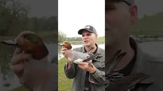 Eurasian Wigeon x American Wigeon Hybrid Duck. I Got An Extremely Rare Hybrid Duck.