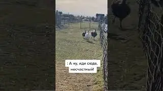 смешной осел дразнится