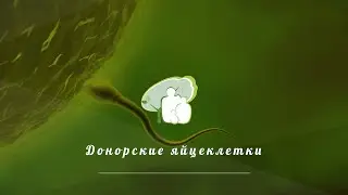 Донорские яйцеклетки