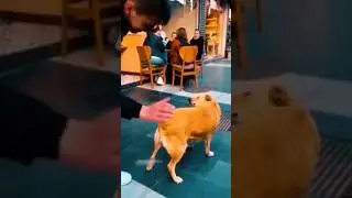 Funny Animals 2024 😂 - Funniest Cats and Dogs video 🐱 🐶 