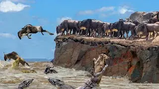 Catastrophic Migration ! Wildebeests Try To Jump From Large Cliffs Into Rivers To Survive