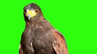 GFM - 4K/HD - Royalty Free Download - Eagle 3 - Green Screen - Animation - FX - Cinematic Special FX