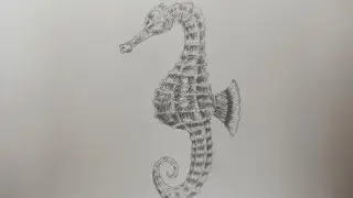 Drawing a seahorse | How to Draw a Seahorse Step by Step | Easy Ocean Animals Drawing