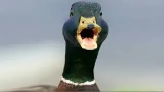 duck sound effects - sound of duck kab kab