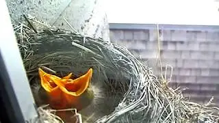 Baby birds in nest - feed me!