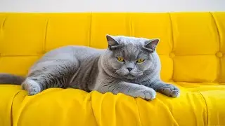 Relax Your Cat -3 Hours of Soothing Music for Cats | CAT PRERING SOUNDS | Sleepy cat