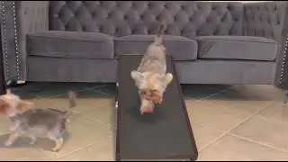 Birchwood Priorpet Foldable, Adjustable Pet Dog Ramp - Great for small dogs! (Link in Desc!)