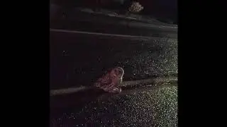 Owl Catches Mouse In Street, Halloween, Portland, OR