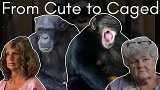 Chimp Queens: The Illegal Dark Side to Pet Chimpanzees | Cid Dwyer