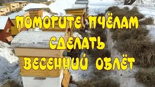 ПОМОГИТЕ ПЧЁЛАМ СДЕЛАТЬ ВЕСЕННИЙ ОБЛЁТ