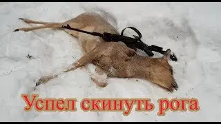 Вторая косуля  Охота на косулю  Самец косули без рогов