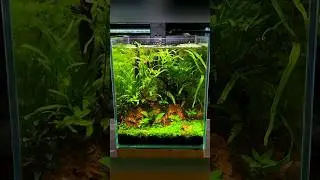 Building a Nano Cherry Shrimp Aquarium!🦐