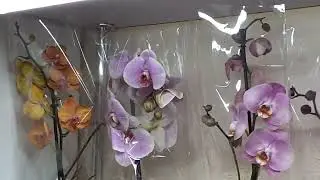 Орхидеи в магазине. Небольшой обзорчик.