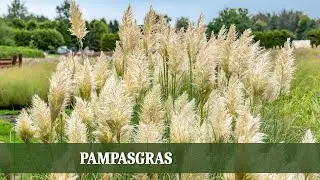 Pampasgras Cortaderia: Pflanzung, Pflege, Rückschnitt und Winter-Schutz