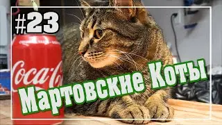 #23 Мартовские Коты