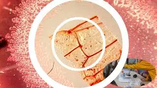 Микроскоп с сенсорным экраном на 9