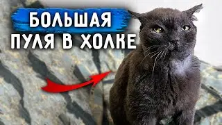 У Кокосика Пуля в холке😱. Ричи не приходит в себя после операции. 😭 Затягивается рана Томаса.