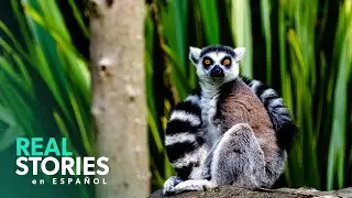 Los Tesoros Ocultos De Madagascar: Pueblos Remotos Y Sitios Sagrados | Documental Naturaleza 4K