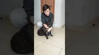 У Лёлика шишка на боку образовалась. Разлизал, она увеличилась. Сказали нужно удалять. 