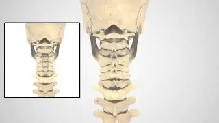 PCF Patient Animation