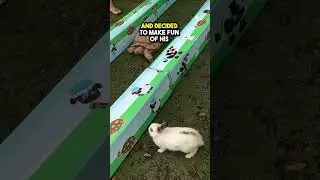 This Turtle VS Bunny Race took an Unexpected Turn 😂
