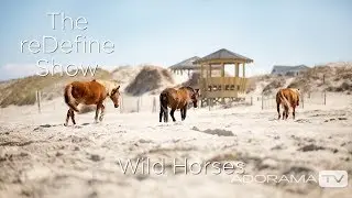 Wild Horses of Corolla: The reDefine Show: Animal Edition! With Tamara Lackey