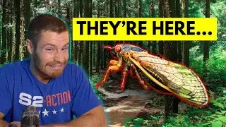 Cicadas Are Here in St. Louis! Here's What to Know