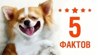 Потрясающие факты о собаках