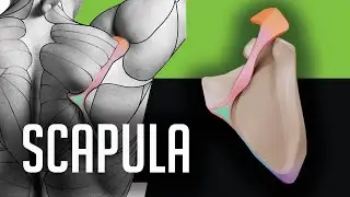 Scapula (the shoulder blade) - the Upper Limb bone anatomy for artists