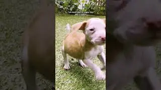 Shaking Puppy Is So Happy To Be Rescued | The Dodo  