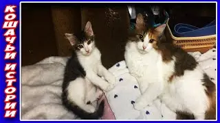 Кошачья Аптечка. Что Находится в Нашей Аптечке для Кошек.
