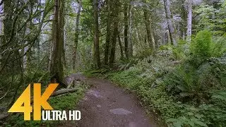 4K Virtual Forest Walk - 5 Hours Walking in the Woods, Grand Ridge Trail, Issaquah, WA