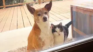 When your cat decided to adopt a new friend 🙈🤣