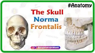 Anatomy of the Skull : Norma Frontalis