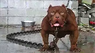 TOP 10 MOST DANGEROUS DOGS IN THE WORLD