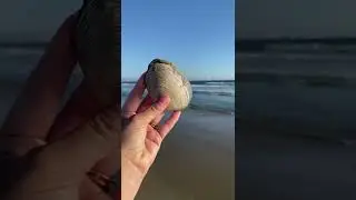 Geology versus sea shells #geology #beach #shorts ￼