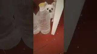 Хто там підглядає?