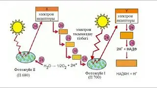 11 класс. Биология. Фотожүйе 1 және 2.Циклдік және циклдік емес фотофосфорлану.