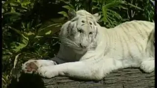 WHITE TIGER