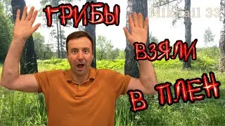 Грибов НАСТОЛЬКО много, ЧТО устал собирать!!!Грибнику ПРИШЛОСЬ спасаться бегством! Грибы 2024