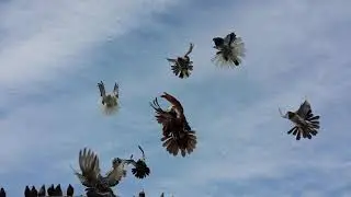 Николаевские Голуби / Вячеслав, с. Надежда, Ставропольский край.